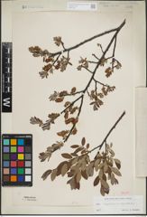 Foto von Salix lapponum L. x Salix myrtilloides L.